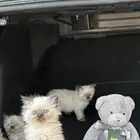 هملايا بيور عمرهم شهر ونص