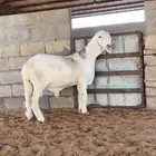 طلي مطور مشروع فحل
