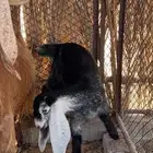 صخلة عارضيه