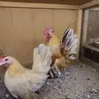 جوزين اقزام سيراما