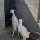 شاه وولدها كفو