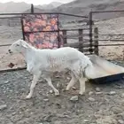 خروف فحل