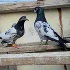 حمام باكستاني تيدي
