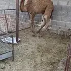 قعود فاخر على حليب