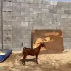عنز
