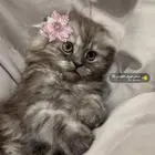 سكوتش شيرازي