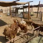 للبيع سواكن من 870