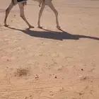 للبيع الفحل قعود باتلي سنه جذع يضرب ذا السنه