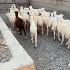رخال رفيدية محايل عسير