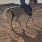 فرس شعبيه