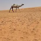 خلفه بكر حدرها قعود جذعه