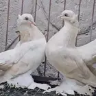 زوج كرنقو كاكي