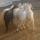 للبيع ذبايح سواكن مرابي شرط