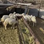 طليان