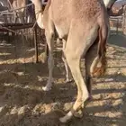 قعود بلدي كفو للبيع