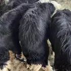 للبيع طليان طيبات