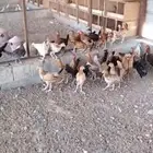 دجاج