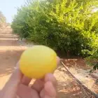 شتلات ليمون ابو زهير