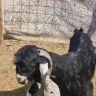 للبيع تيس فحل عارضي صنف