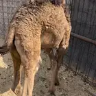 قعود تربيه صحه شرط