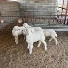 بهم تربيه فاخر