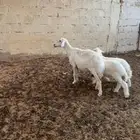 شاة متوم