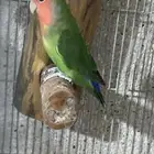 للبيع ذكر روز محلل الي توقف عليه سومه نصيبه