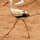 طقم لقلق للبيع