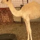 حواره للبيع