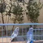 طيور