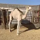 قعود لباني شراكه