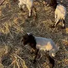 رضايع للبيع