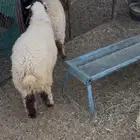 جذعات عدد خمس وطليان عدد ست