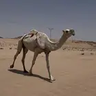 ناقه ضريبه وضحى رباع