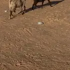 معزاء 2 بتولد الايام ذي مقربه