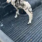 دواغير رخال