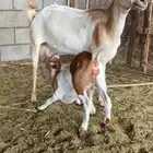 عنز كفووو تحتها جفره