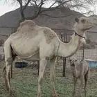 ناقه خلفه