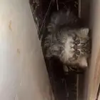 قطط شيرازي