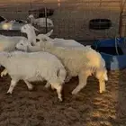 بهم حري