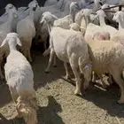 ضان دفع 43راس