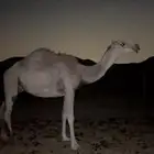 لقحة شقحا كفو للبيع
