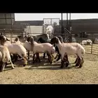 جذعات نعيم صنف