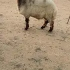 للبيع الفحل النعيمي شرط