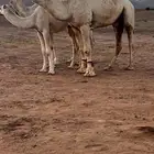 جمل كحيلاني