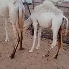 حشو لبانيات