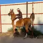 فرس شعبيه عمر 6 سنين شقرا