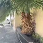 للبيع نخله العداد حبتين