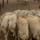 رخال حريه صنف فيها طلي واحد