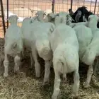 البيع رفيد